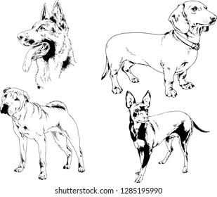 vector drawings sketches pedigree dogs in the racks drawn in ink by hand , objects with no background