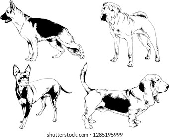 vector drawings sketches pedigree dogs in the racks drawn in ink by hand , objects with no background