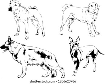 vector drawings sketches pedigree dogs in the racks drawn in ink by hand , objects with no background