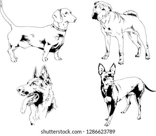 vector drawings sketches pedigree dogs in the racks drawn in ink by hand , objects with no background
