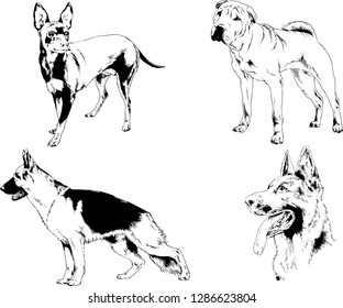 vector drawings sketches pedigree dogs in the racks drawn in ink by hand , objects with no background