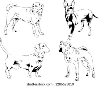 vector drawings sketches pedigree dogs in the racks drawn in ink by hand , objects with no background