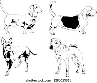 vector drawings sketches pedigree dogs in the racks drawn in ink by hand , objects with no background