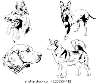 vector drawings sketches pedigree dogs in the racks drawn in ink by hand , objects with no background