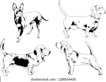 vector drawings sketches pedigree dogs in the racks drawn in ink by hand , objects with no background