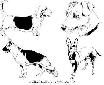 vector drawings sketches pedigree dogs in the racks drawn in ink by hand , objects with no background