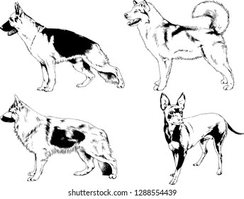 vector drawings sketches pedigree dogs in the racks drawn in ink by hand , objects with no background