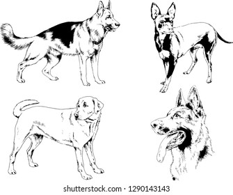 vector drawings sketches pedigree dogs in the racks drawn in ink by hand , objects with no background