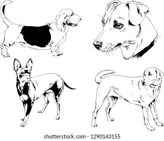 vector drawings sketches pedigree dogs in the racks drawn in ink by hand , objects with no background