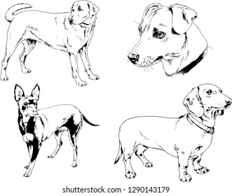 vector drawings sketches pedigree dogs in the racks drawn in ink by hand , objects with no background