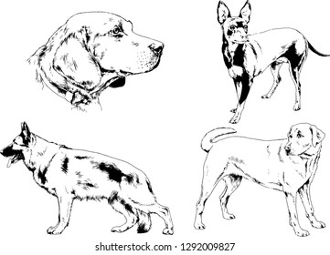 vector drawings sketches pedigree dogs in the racks drawn in ink by hand , objects with no background