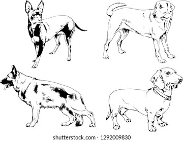 vector drawings sketches pedigree dogs in the racks drawn in ink by hand , objects with no background