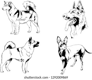 vector drawings sketches pedigree dogs in the racks drawn in ink by hand , objects with no background