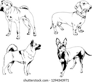 vector drawings sketches pedigree dogs in the racks drawn in ink by hand , objects with no background