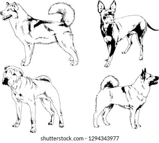 vector drawings sketches pedigree dogs in the racks drawn in ink by hand , objects with no background