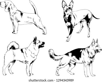 vector drawings sketches pedigree dogs in the racks drawn in ink by hand , objects with no background