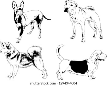 vector drawings sketches pedigree dogs in the racks drawn in ink by hand , objects with no background