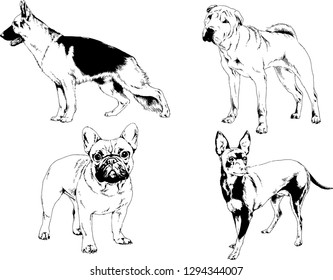 vector drawings sketches pedigree dogs in the racks drawn in ink by hand , objects with no background