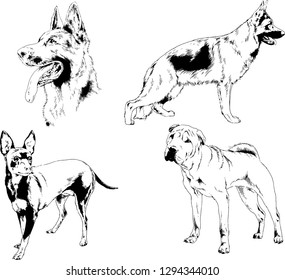 vector drawings sketches pedigree dogs in the racks drawn in ink by hand , objects with no background