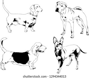 vector drawings sketches pedigree dogs in the racks drawn in ink by hand , objects with no background