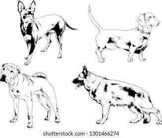 vector drawings sketches pedigree dogs in the racks drawn in ink by hand , objects with no background