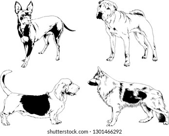 vector drawings sketches pedigree dogs in the racks drawn in ink by hand , objects with no background