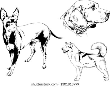 vector drawings sketches pedigree dogs in the racks drawn in ink by hand , objects with no background