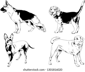 vector drawings sketches pedigree dogs in the racks drawn in ink by hand , objects with no background