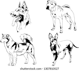 vector drawings sketches pedigree dogs in the racks drawn in ink by hand , objects with no background