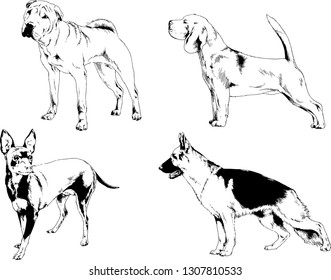 vector drawings sketches pedigree dogs in the racks drawn in ink by hand , objects with no background