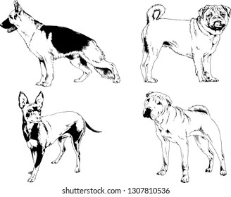 vector drawings sketches pedigree dogs in the racks drawn in ink by hand , objects with no background