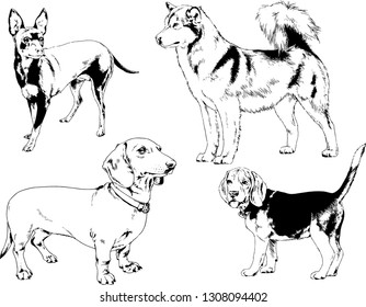 vector drawings sketches pedigree dogs in the racks drawn in ink by hand , objects with no background