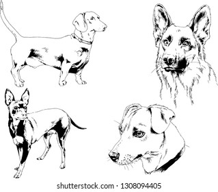 vector drawings sketches pedigree dogs in the racks drawn in ink by hand , objects with no background