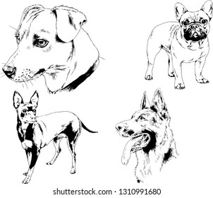 vector drawings sketches pedigree dogs in the racks drawn in ink by hand , objects with no background