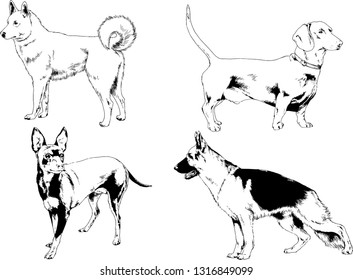 vector drawings sketches pedigree dogs in the racks drawn in ink by hand , objects with no background