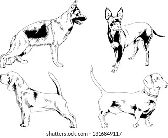 vector drawings sketches pedigree dogs in the racks drawn in ink by hand , objects with no background