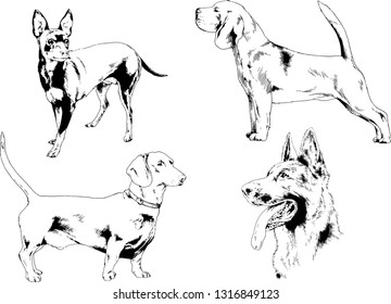 vector drawings sketches pedigree dogs in the racks drawn in ink by hand , objects with no background