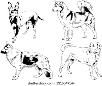 vector drawings sketches pedigree dogs in the racks drawn in ink by hand , objects with no background