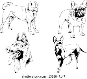 vector drawings sketches pedigree dogs in the racks drawn in ink by hand , objects with no background