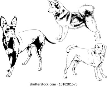 vector drawings sketches pedigree dogs in the racks drawn in ink by hand , objects with no background
