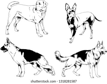 vector drawings sketches pedigree dogs in the racks drawn in ink by hand , objects with no background