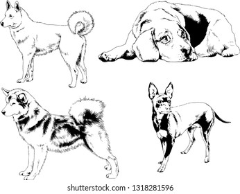 vector drawings sketches pedigree dogs in the racks drawn in ink by hand , objects with no background