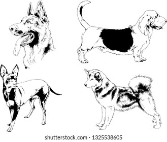 vector drawings sketches pedigree dogs in the racks drawn in ink by hand , objects with no background