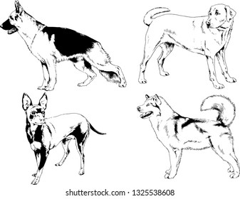 vector drawings sketches pedigree dogs in the racks drawn in ink by hand , objects with no background
