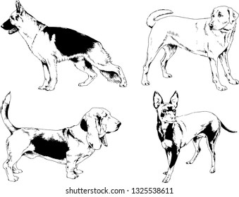 vector drawings sketches pedigree dogs in the racks drawn in ink by hand , objects with no background