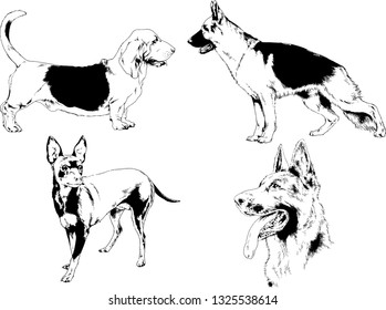 vector drawings sketches pedigree dogs in the racks drawn in ink by hand , objects with no background