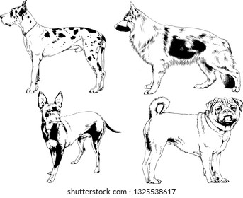 vector drawings sketches pedigree dogs in the racks drawn in ink by hand , objects with no background
