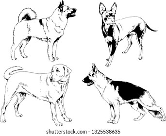 vector drawings sketches pedigree dogs in the racks drawn in ink by hand , objects with no background