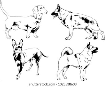 vector drawings sketches pedigree dogs in the racks drawn in ink by hand , objects with no background