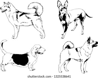 vector drawings sketches pedigree dogs in the racks drawn in ink by hand , objects with no background
